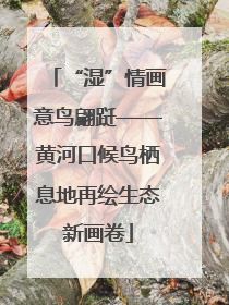 “湿”情画意鸟翩跹——黄河口候鸟栖息地再绘生态新画卷