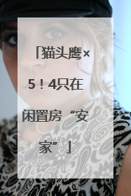 猫头鹰×5！4只在闲置房“安家”