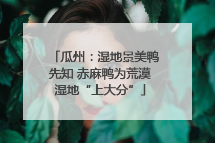 瓜州：湿地景美鸭先知 赤麻鸭为荒漠湿地“上大分”