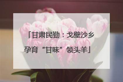 甘肃民勤：戈壁沙乡孕育“甘味”领头羊