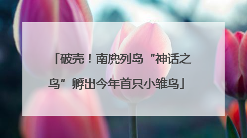 破壳！南麂列岛“神话之鸟”孵出今年首只小雏鸟