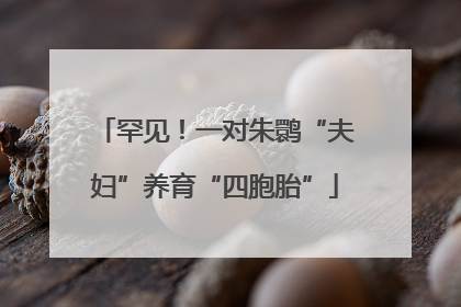 罕见！一对朱鹮“夫妇”养育“四胞胎”