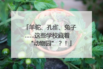羊驼、孔雀、兔子……这些学校藏着 “动物园”？！