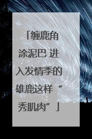 缠鹿角 涂泥巴 进入发情季的雄鹿这样“秀肌肉”