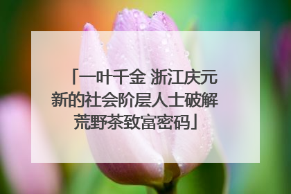 一叶千金 浙江庆元新的社会阶层人士破解荒野茶致富密码