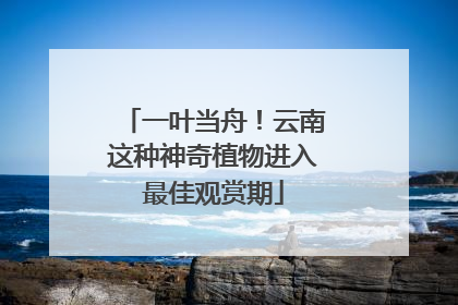 一叶当舟！云南这种神奇植物进入最佳观赏期