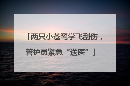 两只小苍鹭学飞刮伤，管护员紧急“送医”