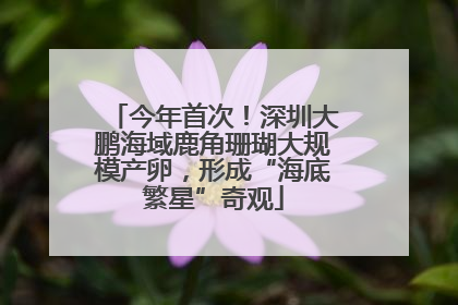 今年首次！深圳大鹏海域鹿角珊瑚大规模产卵，形成“海底繁星”奇观