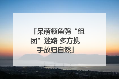 呆萌领角鸮“组团”迷路 多方携手放归自然