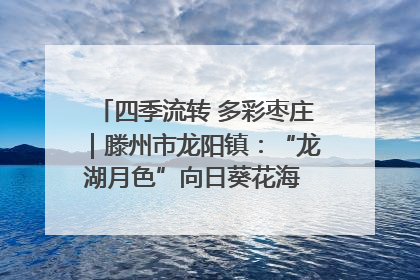 四季流转 多彩枣庄｜滕州市龙阳镇：“龙湖月色”向日葵花海 绘就乡村振兴新画卷