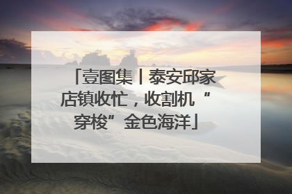 壹图集丨泰安邱家店镇收忙，收割机“穿梭”金色海洋