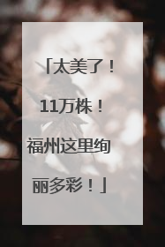 太美了！11万株！福州这里绚丽多彩！