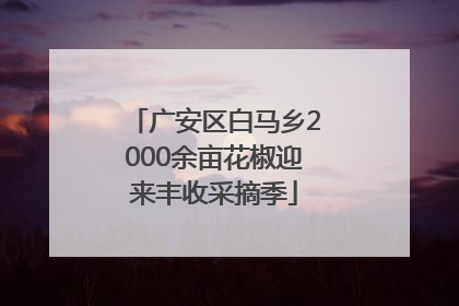 广安区白马乡2000余亩花椒迎来丰收采摘季