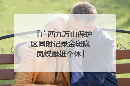 广西九万山保护区同时记录金斑喙凤蝶雌雄个体