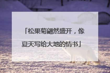 松果菊翩然盛开，像夏天写给大地的情书