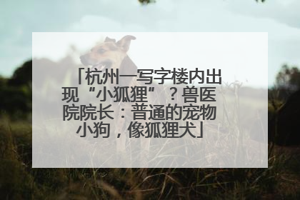 杭州一写字楼内出现“小狐狸”？兽医院院长：普通的宠物小狗，像狐狸犬