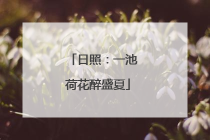 日照：一池荷花醉盛夏