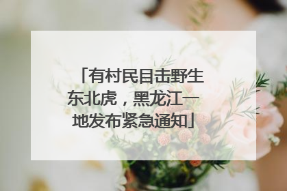 有村民目击野生东北虎，黑龙江一地发布紧急通知