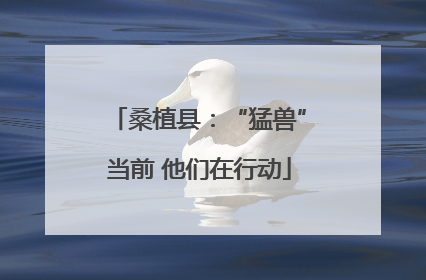 桑植县：“猛兽”当前 他们在行动