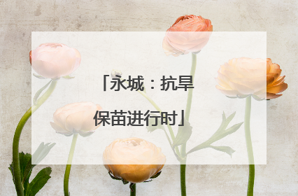 永城：抗旱保苗进行时