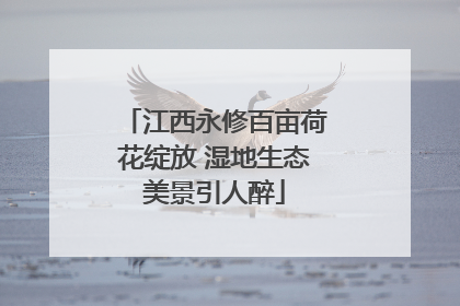 江西永修百亩荷花绽放 湿地生态美景引人醉
