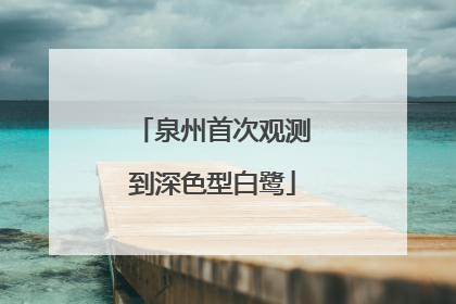 泉州首次观测到深色型白鹭