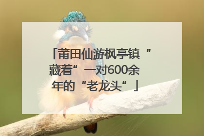 莆田仙游枫亭镇“藏着”一对600余年的“老龙头”