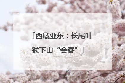 西藏亚东：长尾叶猴下山“会客”