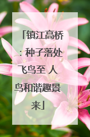 镇江高桥：种子落处飞鸟至 人鸟和谐趣景来