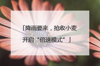 降雨要来，抢收小麦开启“倍速模式”