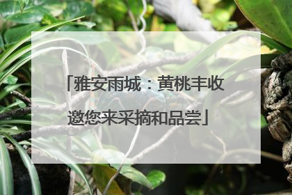 雅安雨城：黄桃丰收 邀您来采摘和品尝