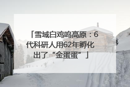 雪域白鸡鸣高原：6代科研人用62年孵化出了“金蛋蛋”