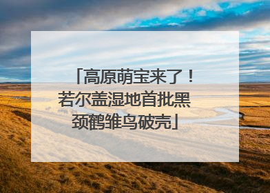 高原萌宝来了！若尔盖湿地首批黑颈鹤雏鸟破壳