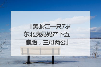 黑龙江一只7岁东北虎妈妈产下五胞胎，三母两公
